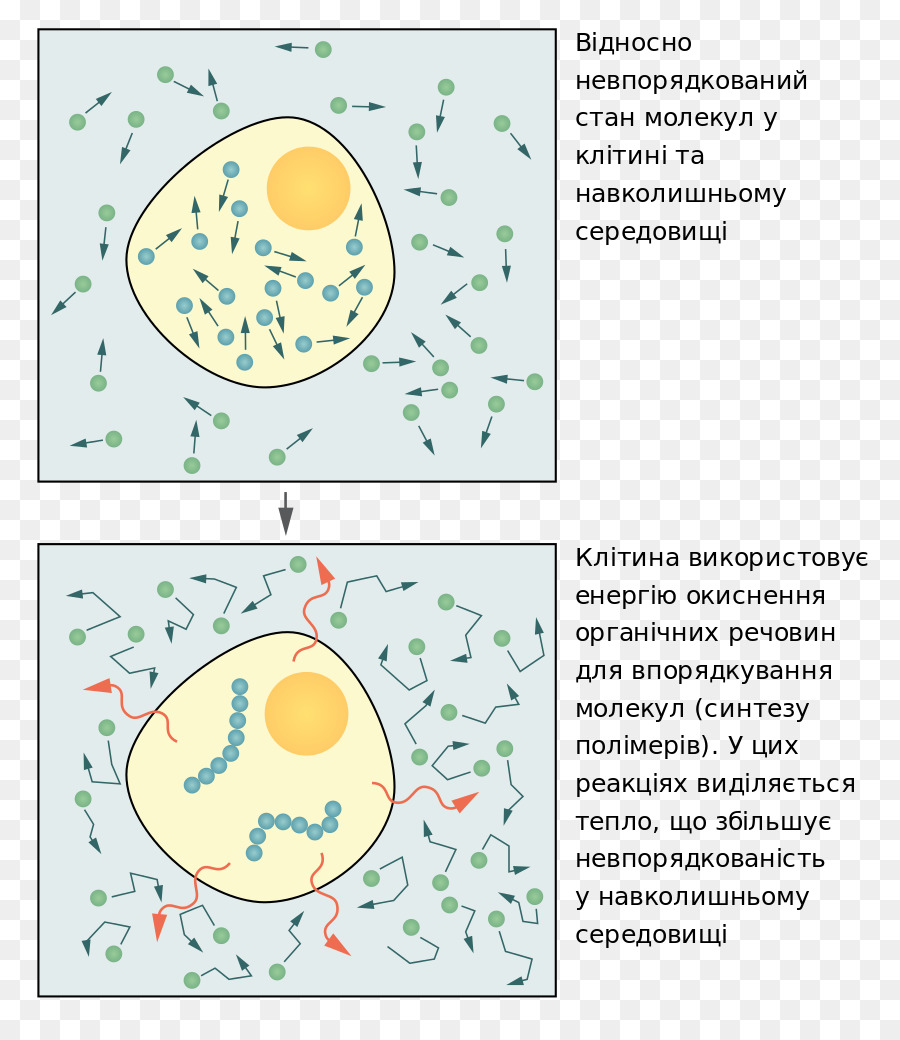 Biología Molecular De La Célula，Esenciales De La Biología Celular PNG