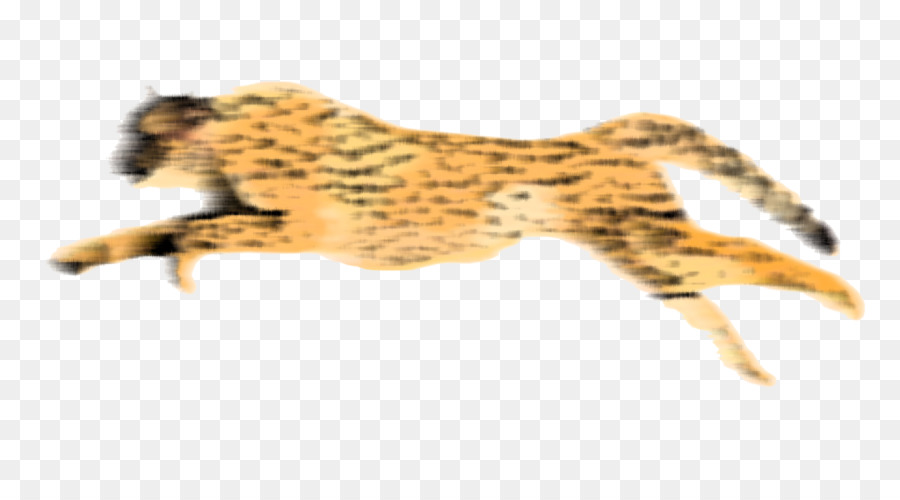 Cheetah，Fondo De Escritorio PNG