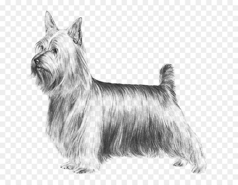 Australian Silky Terrier，Yorkshire Terrier PNG