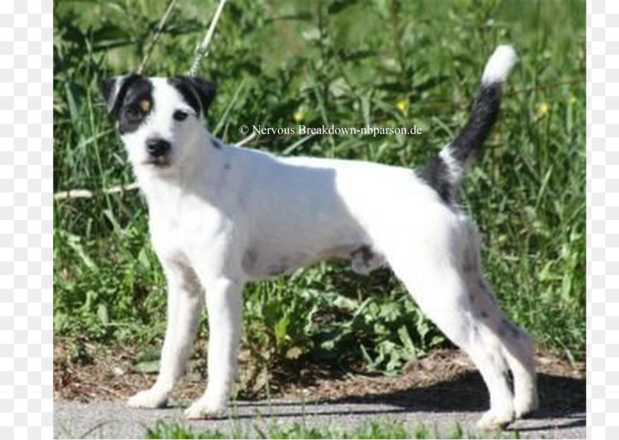 Parson Russell Terrier，Fox Terrier Miniatura PNG