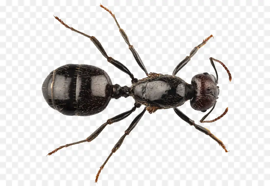 Hormiga Negra，Insecto PNG