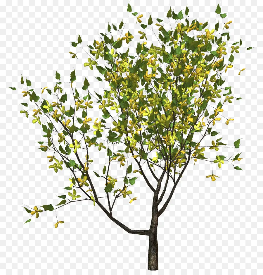 Árbol，Hojas PNG