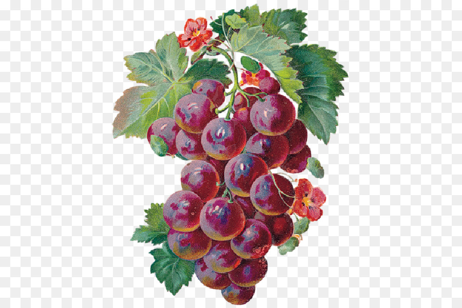 Vino，Uva PNG