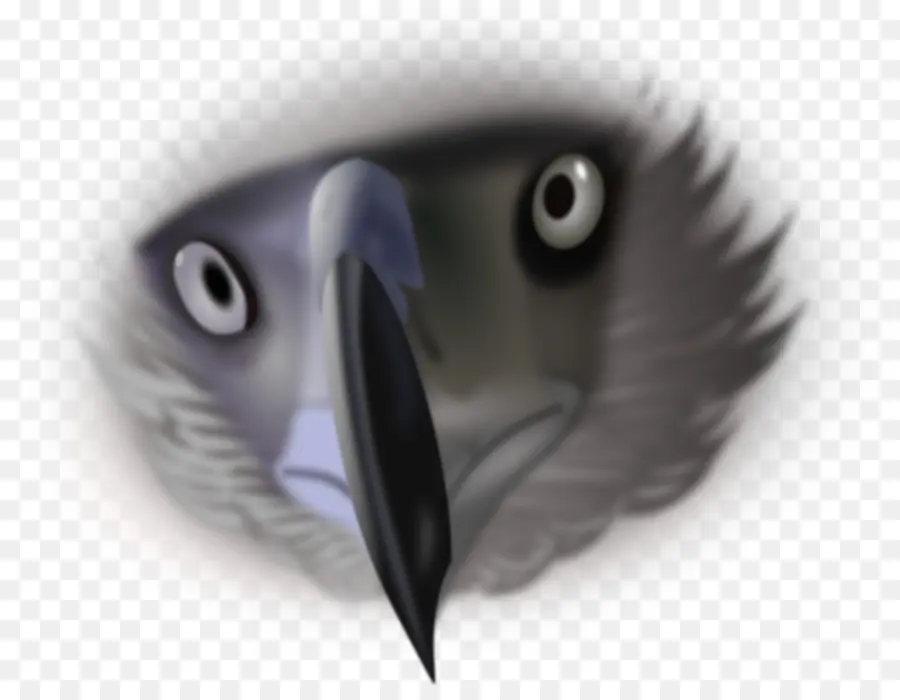 águila Calva，águila PNG