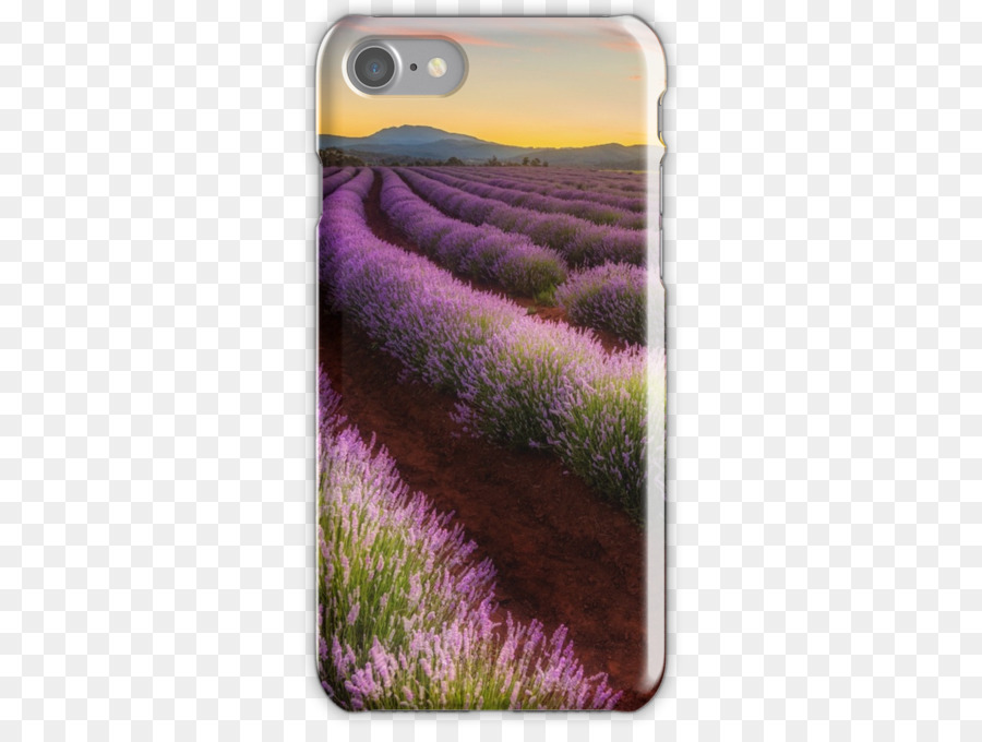 Granja Tomita，Lavanda PNG