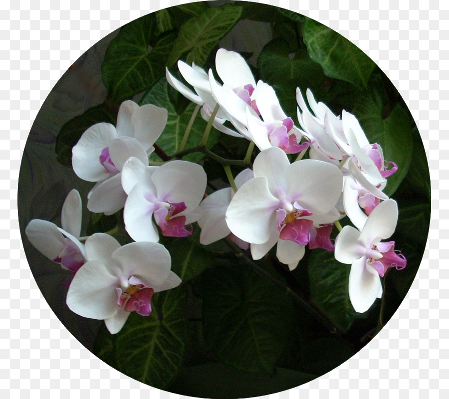 La Polilla De Las Orquídeas，Las Orquídeas PNG