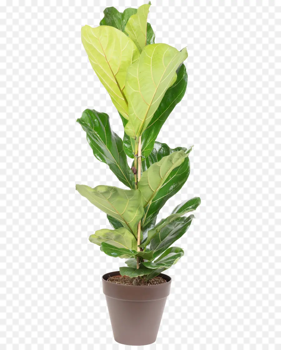 Planta Verde，En Conserva PNG