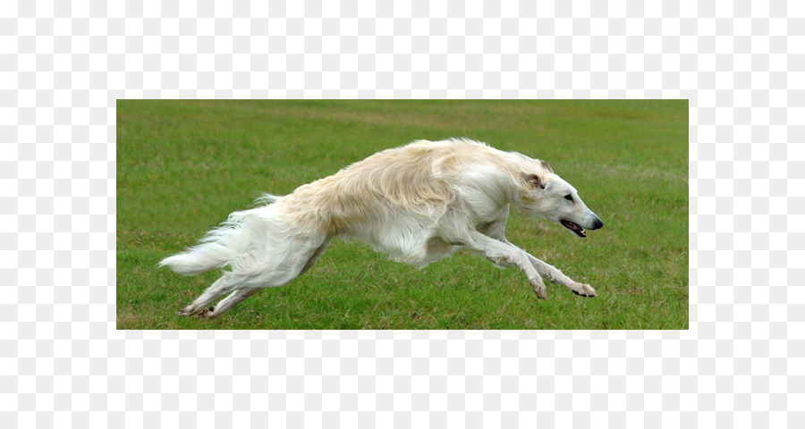 Perro Corriendo，Velocidad PNG