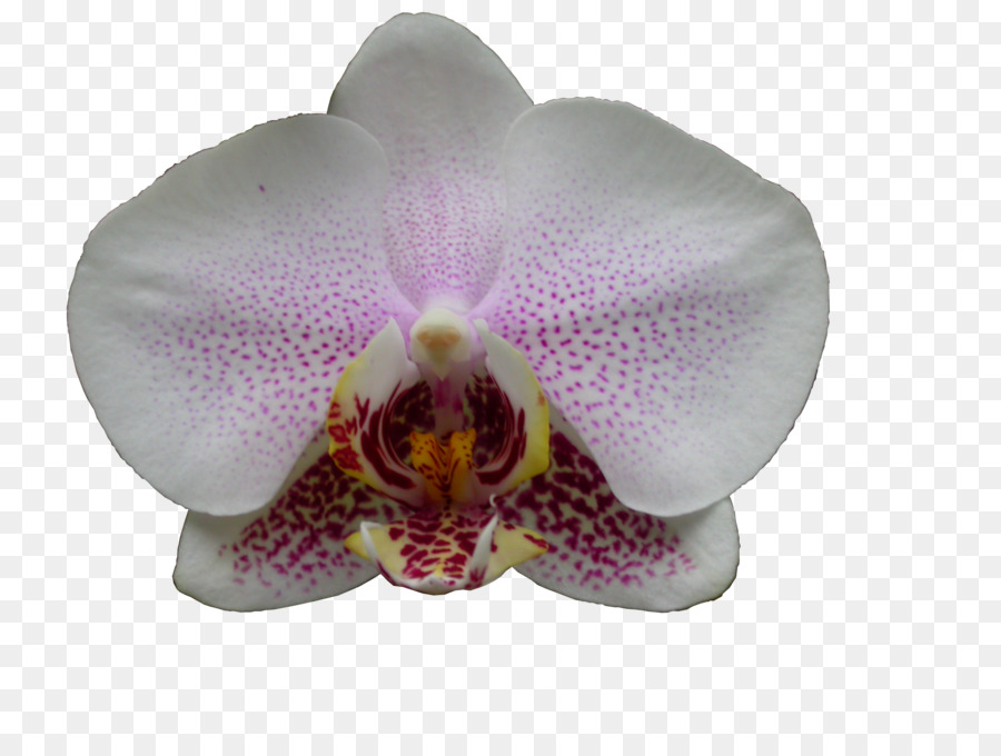 Phalaenopsis Equestris，Las Orquídeas Cattleya PNG