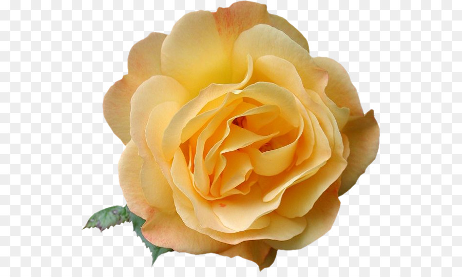 Rosa Blanca，Floración PNG