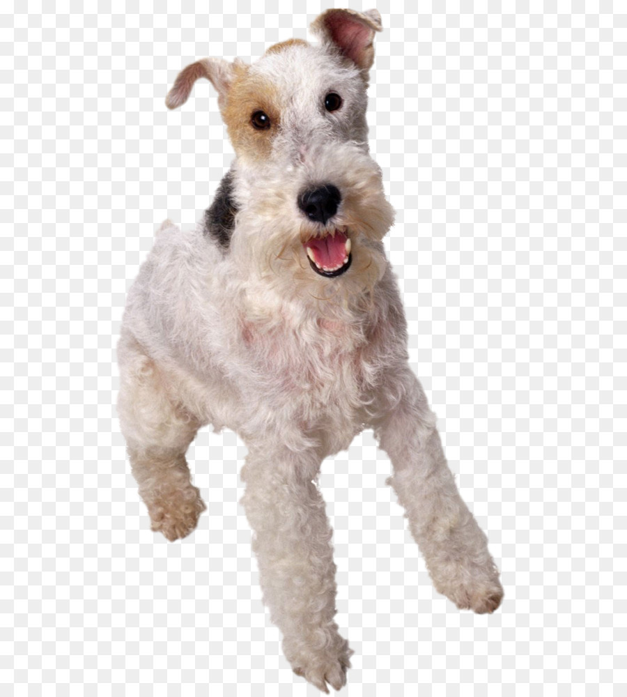 Perro Blanco，Mascota PNG