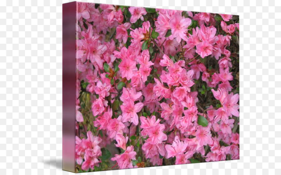 Azalea，Imagekind PNG