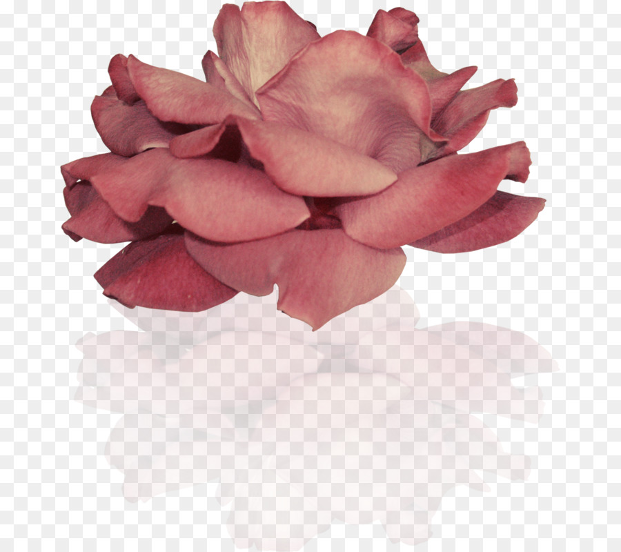 Las Rosas De Jardín，Rosa PNG