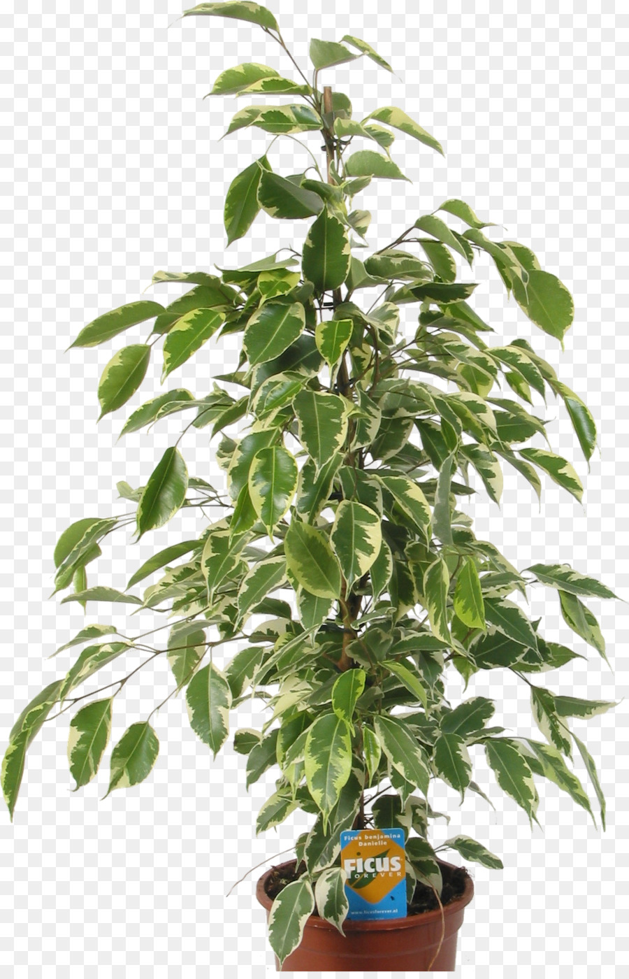 La Semilla，árbol PNG