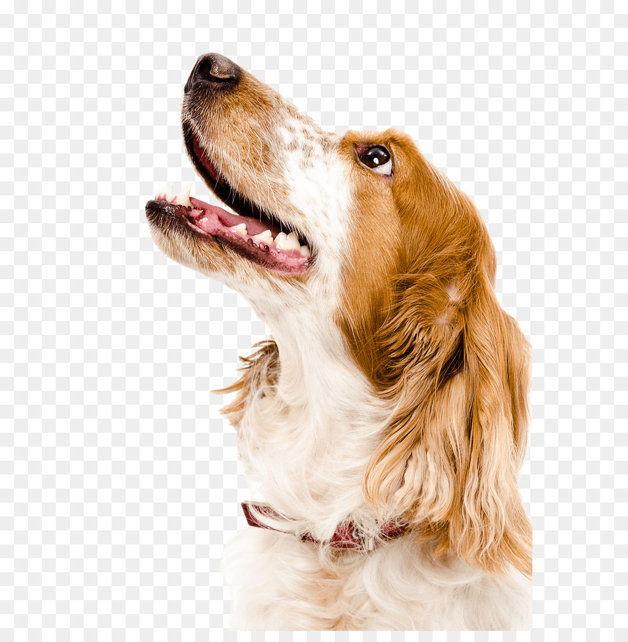 Gato，Cocker Spaniel Inglés PNG