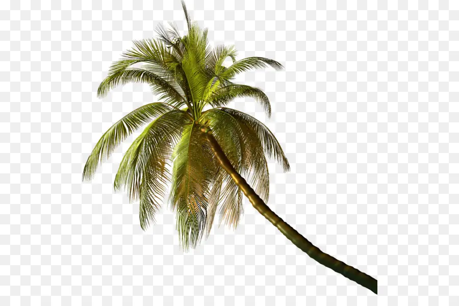 Arecaceae，árbol PNG