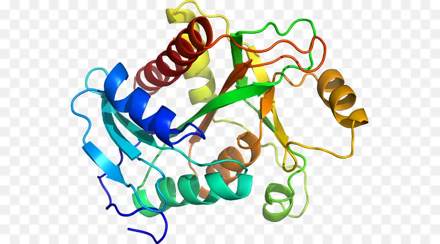 Estructura De La Proteína，Molécula PNG