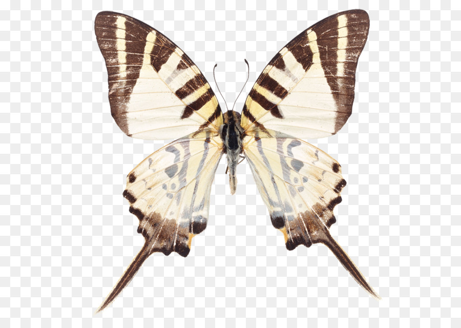 Mariposa，Una Fotografía De Stock PNG