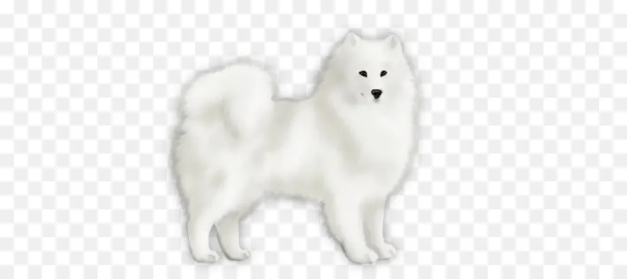 Spitz Japonés，American Eskimo Dog PNG