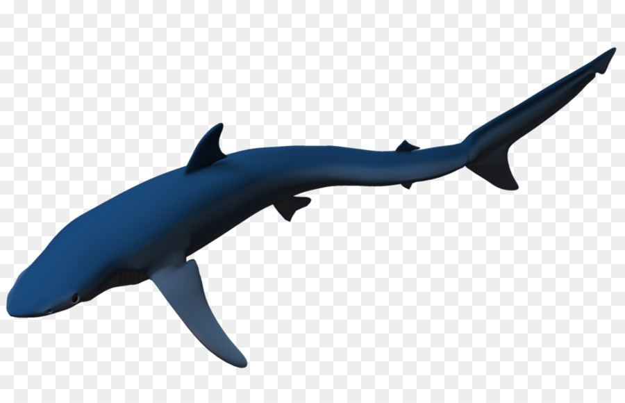 Requiem Tiburones，Tiburón PNG