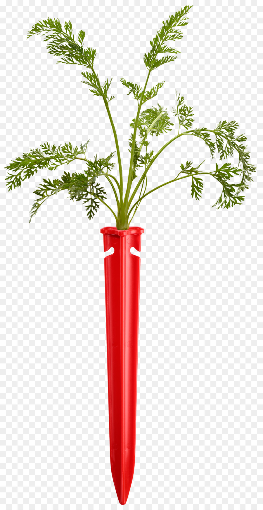 Vegetal De Hoja，Vástago PNG