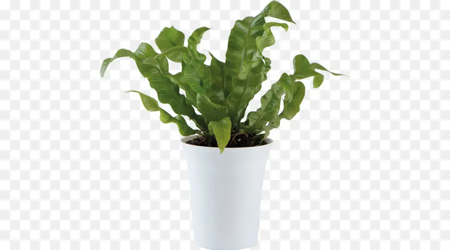 Planta En Maceta，Verdor PNG