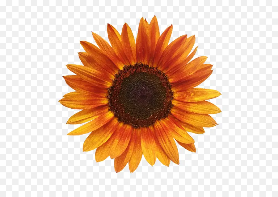 Girasol，Amarillo PNG