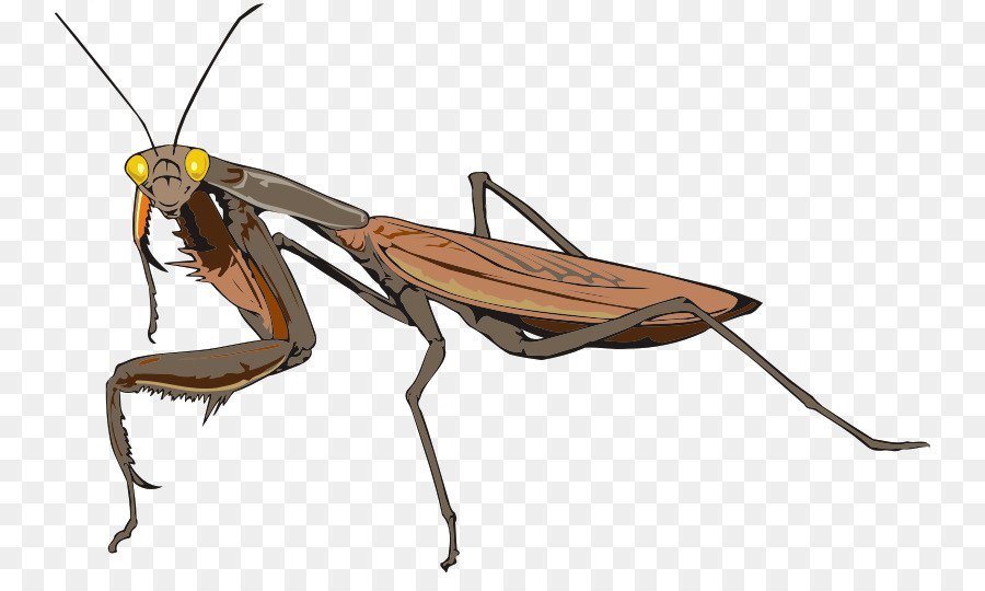 Los Insectos，Mantidae PNG