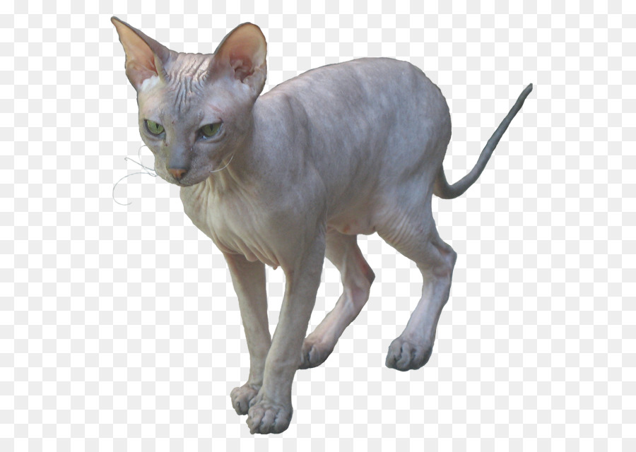 Gato Sphynx，Donskoy PNG