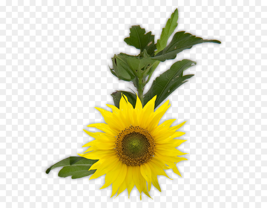 Común De Girasol，Flor PNG