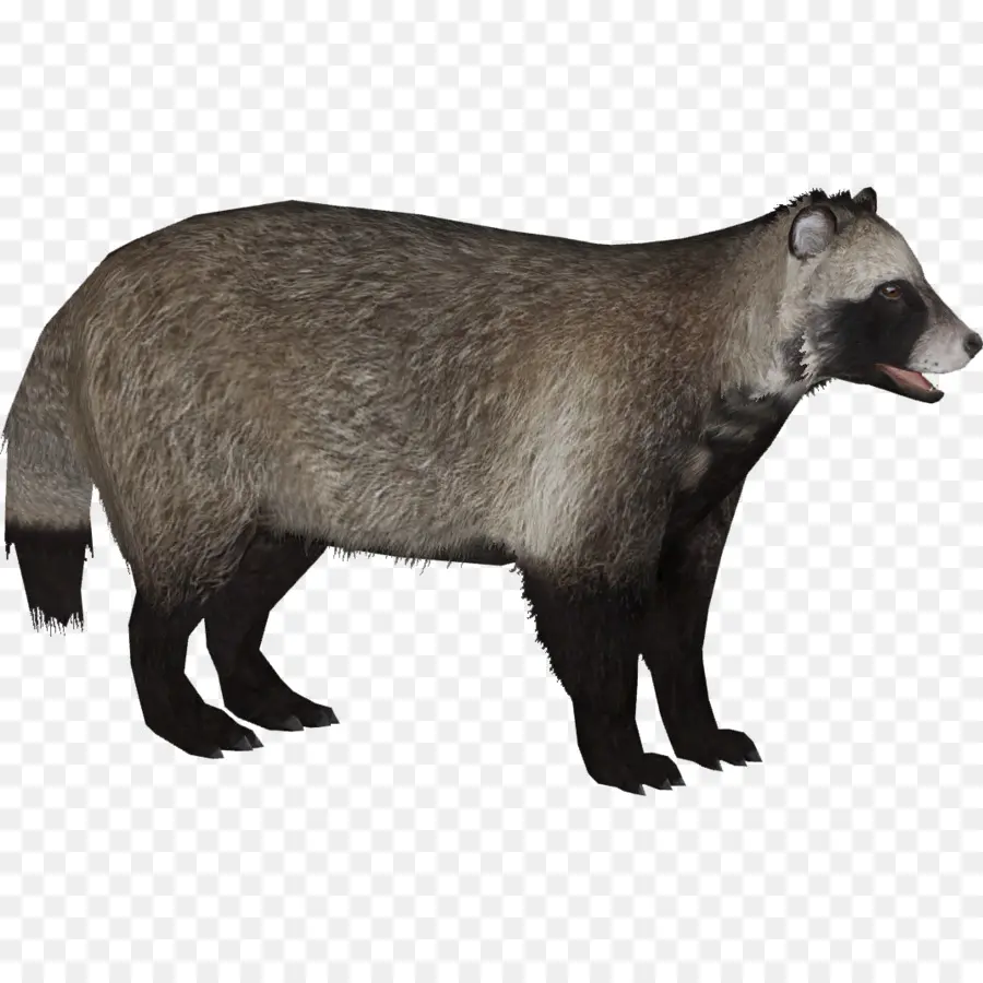 Mapache，Tejón PNG