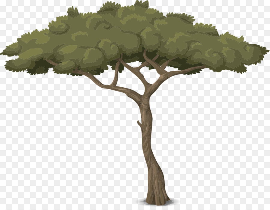 Rama，árbol PNG