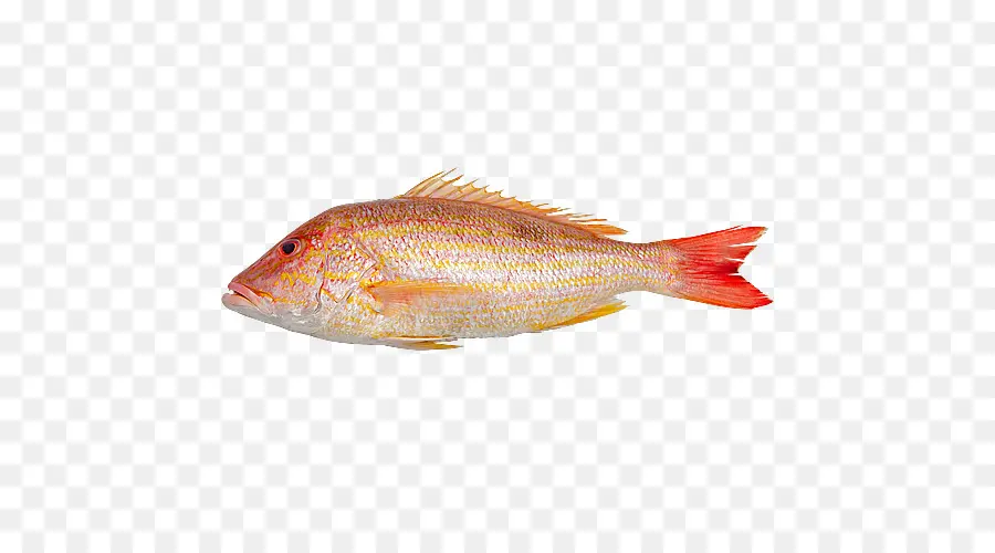 El Norte De Pargo Rojo，Los Productos De Pescado PNG