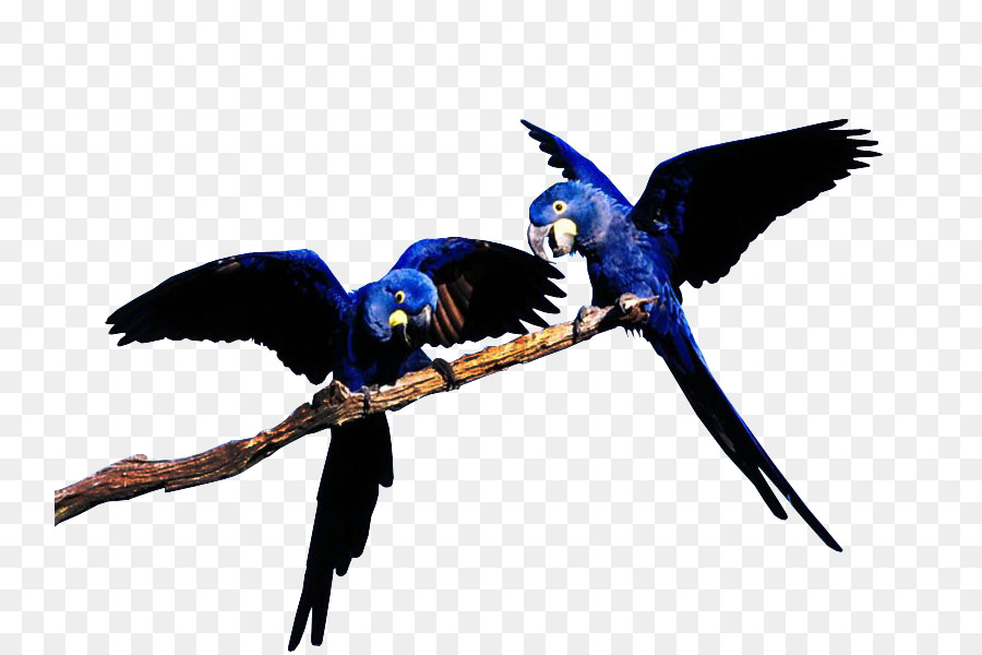 Loros Azules，Pájaros PNG