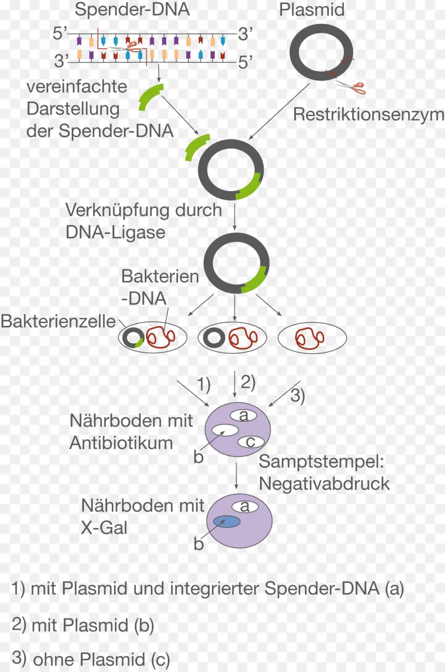 El Plásmido，Clonación Molecular PNG