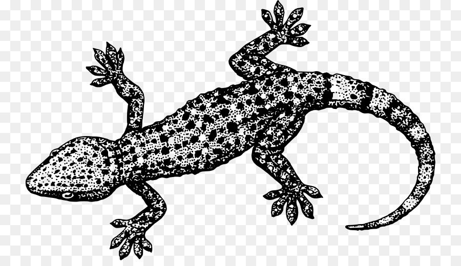 Lagarto，Balanza PNG