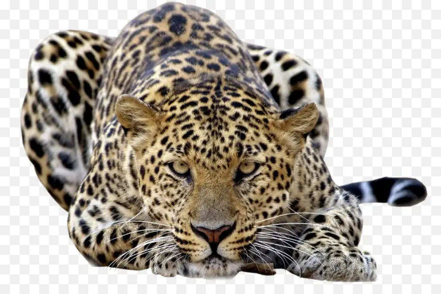 El Leopardo De Amur，Leopardo De Nieve PNG