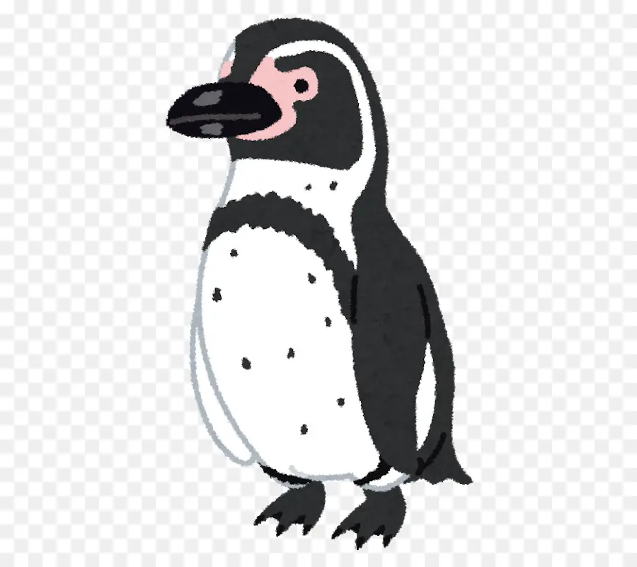 Pingüino，Pájaro PNG