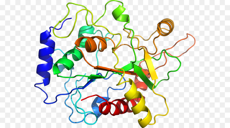 Estructura De La Proteína，Molécula PNG