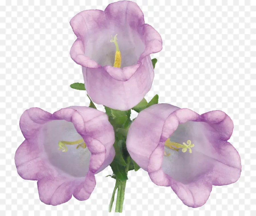 Flores Moradas，Florecer PNG