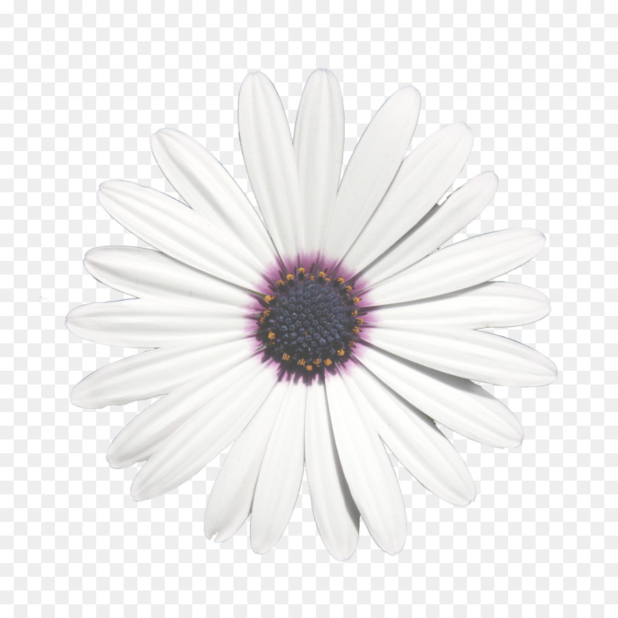 Flor Blanca，Margarita PNG