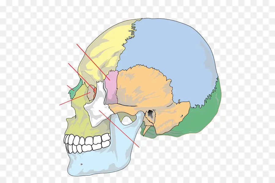 Cráneo，Anatomía PNG