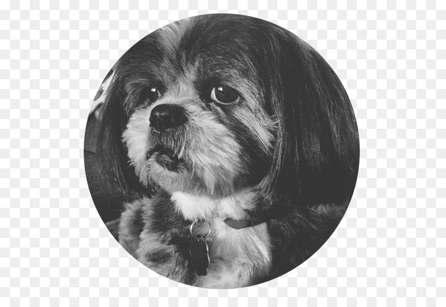 Shih Tzu，Lucy Jardín PNG