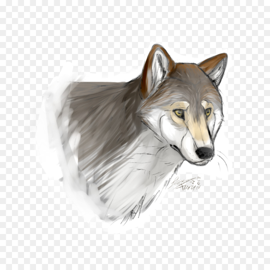 Lobo Gris，Coyote PNG