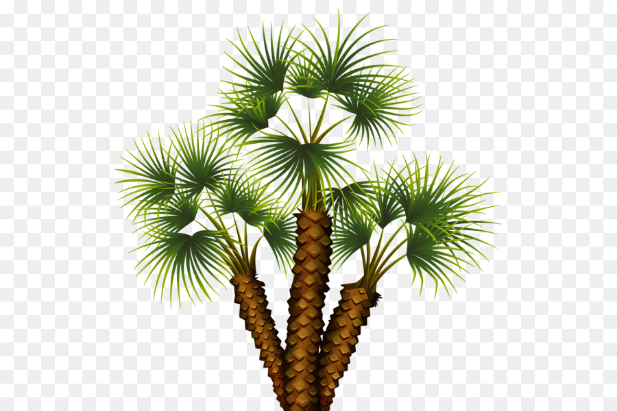 Arecaceae，árbol PNG