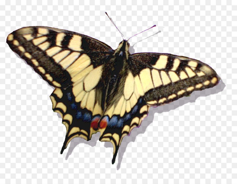 La Mariposa Monarca，Deviantart PNG