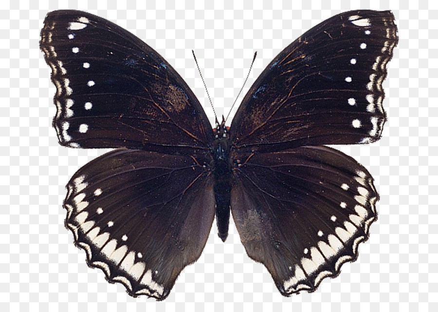 Mariposa Negra，Alas PNG