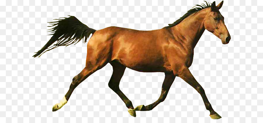 Caballo，Las Carreras De Caballos PNG