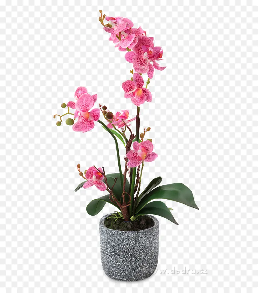 La Polilla De Las Orquídeas，Maceta PNG