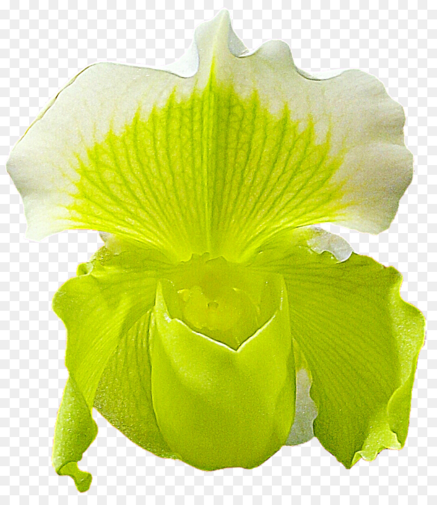 Orquídea Amarilla，Planta PNG